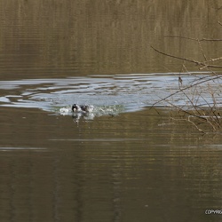 Saut du Doubs