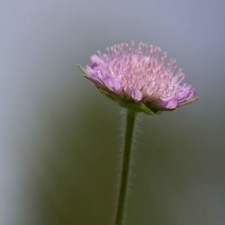 Macro