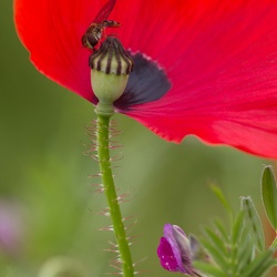 Fleures