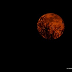 Lune