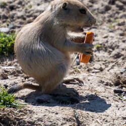 Parc de Sainte Croix 2021
