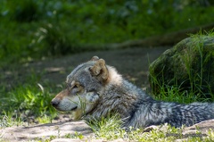 IMG 2033-CR3 DxO DeepPRIME