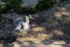 IMG 2110-CR3 DxO DeepPRIME