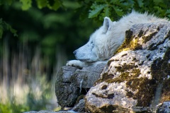 IMG 2639-CR3 DxO DeepPRIME