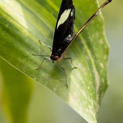 Jardin des papillons