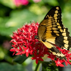 Jardin des papillons