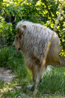 IMG 0223-1