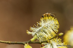 IMG 5950-1