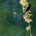 IMG 6746-1