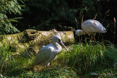 IMG 7079-1