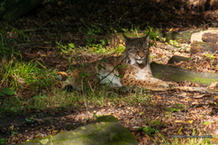 IMG 0610-1